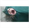 GDC Mouth Gag Molt Large 140mm